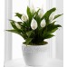 Calming Grace Peace Lily Plant