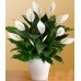 Deluxe Lush Tropical Evergreen Lily