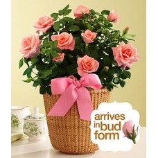 Potted Pink Roses