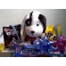 Puppy with Kisses & M&M chocolate and cookies 