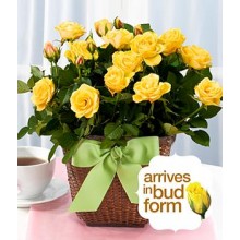 Potted Yellow Rose