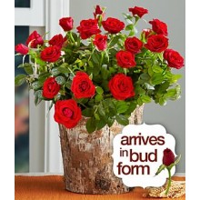 Potted Red Rose