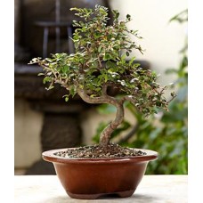 Chinese Elm Bonsai