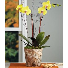 Potted Double Stem Sunset Orchid