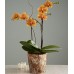 Potted Double Stem Kaleidoscope Orchid