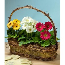 Spring Gerbera Trio