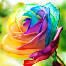 Rainbow Rose 1pc