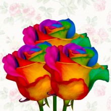 Rainbow Rose 3pcs