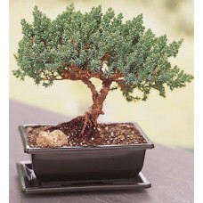 Creeping Juniper Bonsai