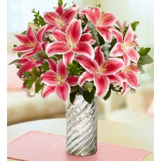 Stunning Pink Lily 