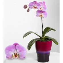 Sweet Sensation Phalaenopsis Orchid