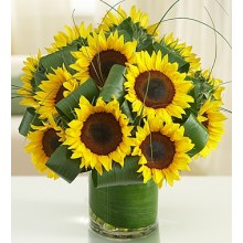 Sun-Sational Sunflowers-12 Stems