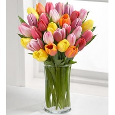 Rush of Color Assorted Tulip - 24 Stems